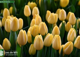 Tulipa Dutch Sunrise ® (3)